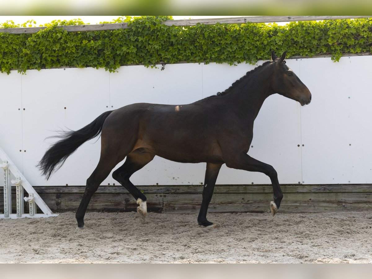 Holsteiner Hongre 3 Ans 164 cm Bai brun foncé in Waddinxveen