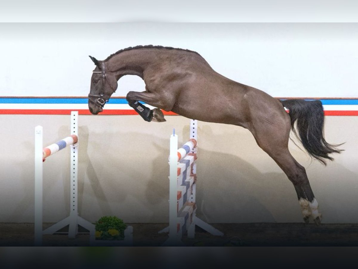 Holsteiner Hongre 3 Ans 165 cm Bai brun in Borsfleth Holsteiner Hongre 3 Ans 165 cm Bai brun in Borsfleth