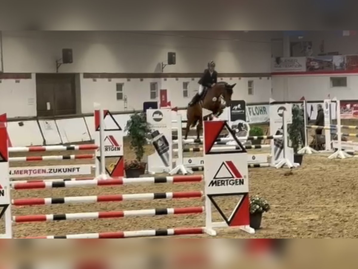 Holsteiner Hongre 4 Ans 162 cm Bai in Bonn