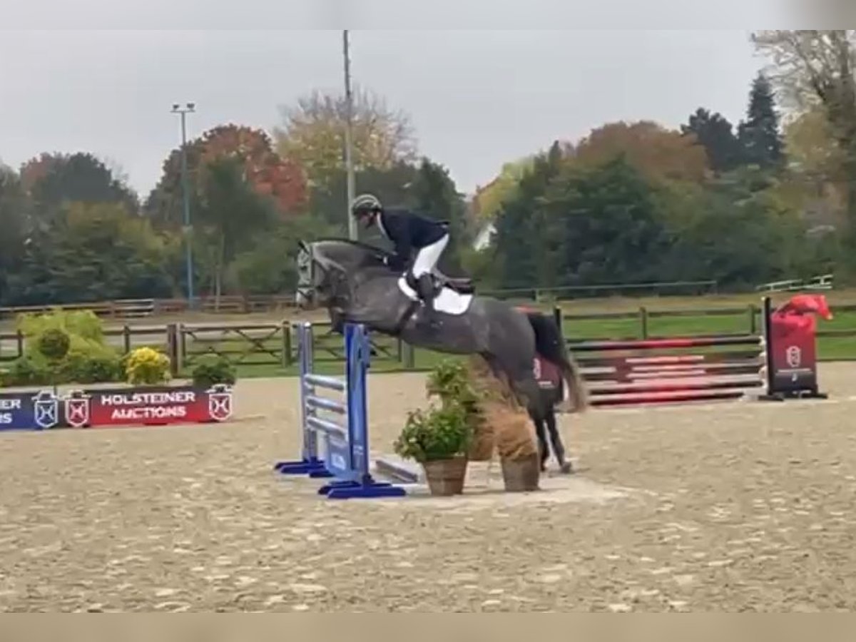 Holsteiner Hongre 4 Ans 163 cm Gris in Ladeburg Holsteiner Hongre 4 Ans 163 cm Gris in Ladeburg
