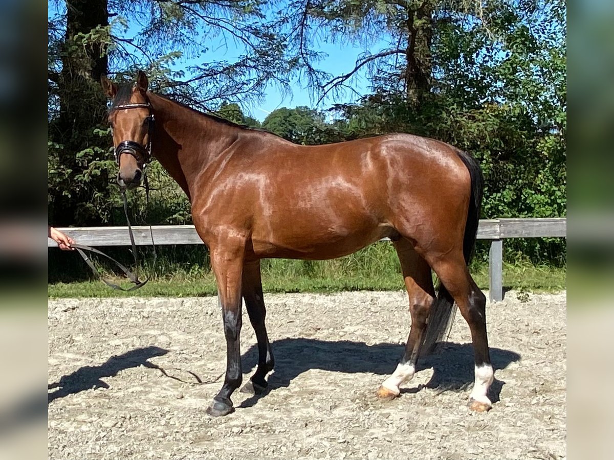 Holsteiner Hongre 4 Ans 164 cm Bai in S&#xFC;derl&#xFC;gum