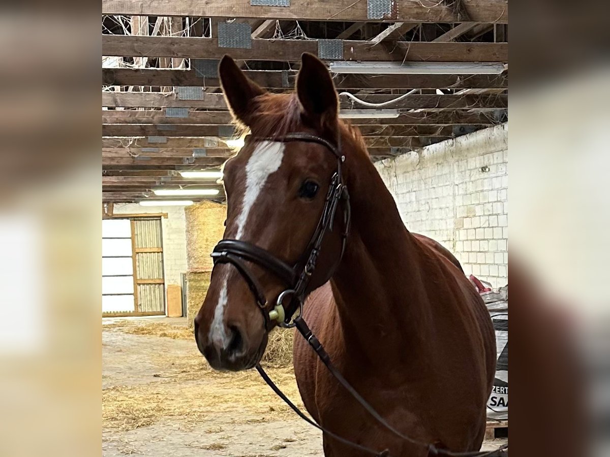 Holsteiner Hongre 4 Ans 167 cm Alezan in Sirksfelde