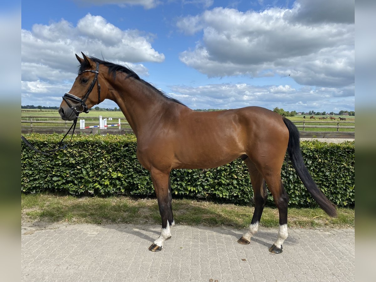 Holsteiner Hongre 4 Ans 167 cm Bai in Borsfleth