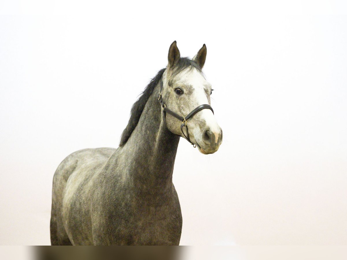 Holsteiner Hongre 4 Ans 167 cm Gris in Waddinxveen