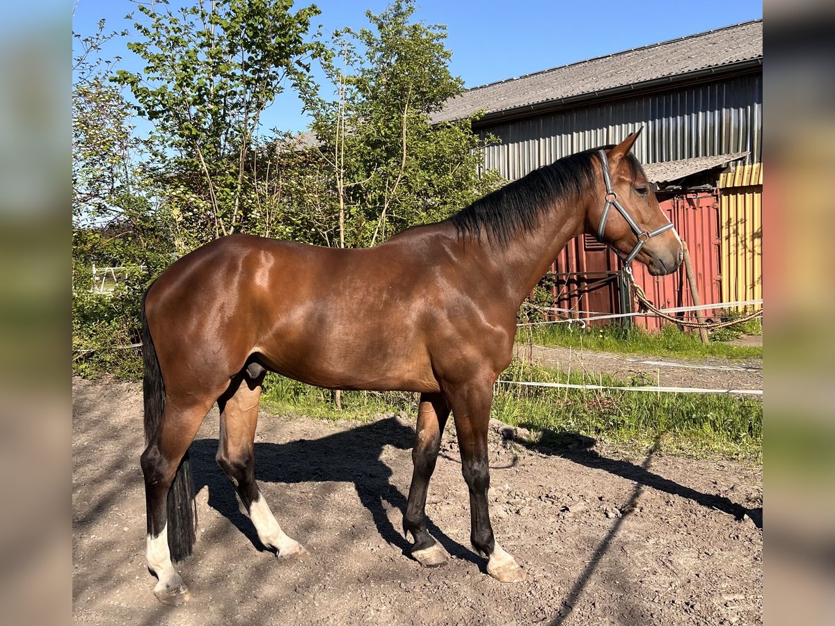 Holsteiner Hongre 4 Ans 168 cm Bai in Averlak