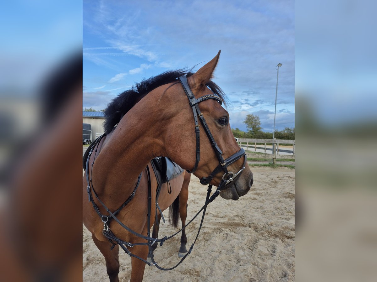 Holsteiner Hongre 4 Ans 170 cm Bai in Horstedt