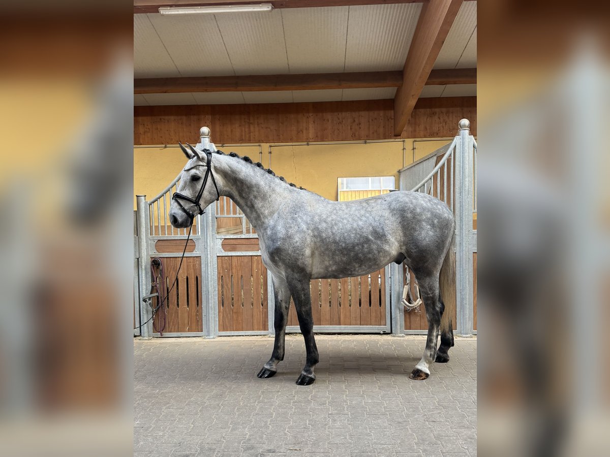 Holsteiner Hongre 4 Ans 170 cm Gris in Kirchenthumbach