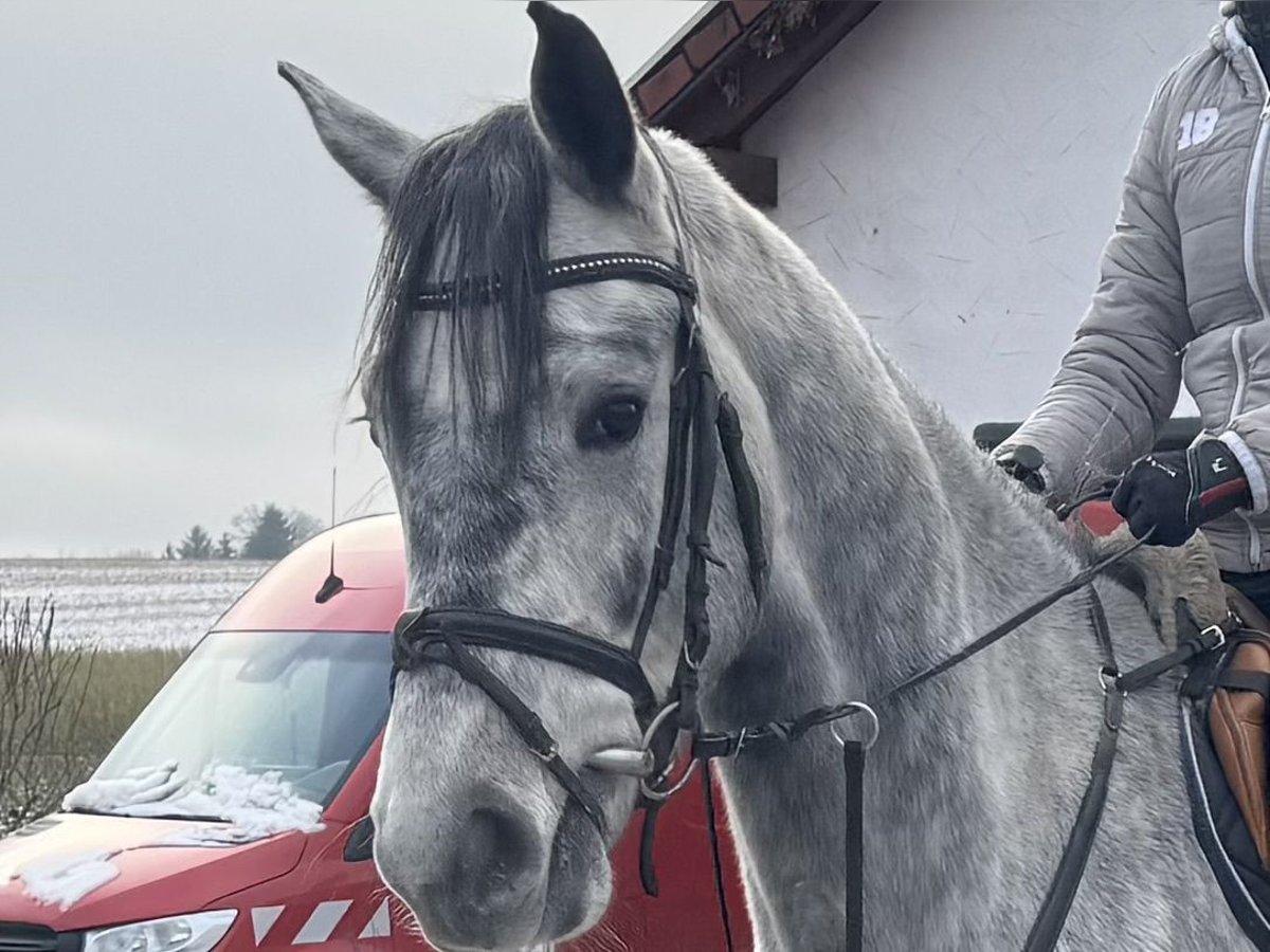 Holsteiner Hongre 4 Ans 170 cm Gris pommelé in Illertissen