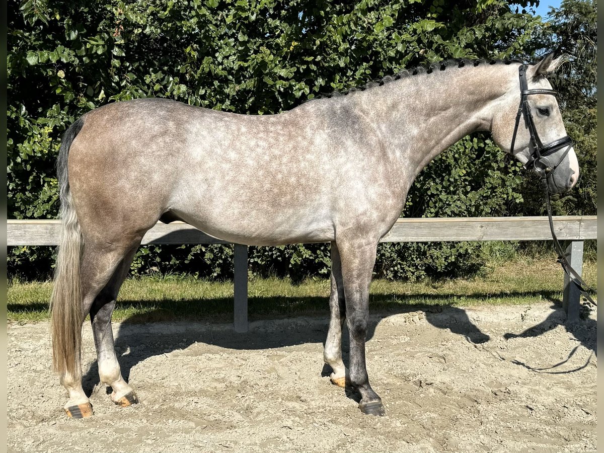 Holsteiner Hongre 4 Ans 171 cm Gris in Süderlügum