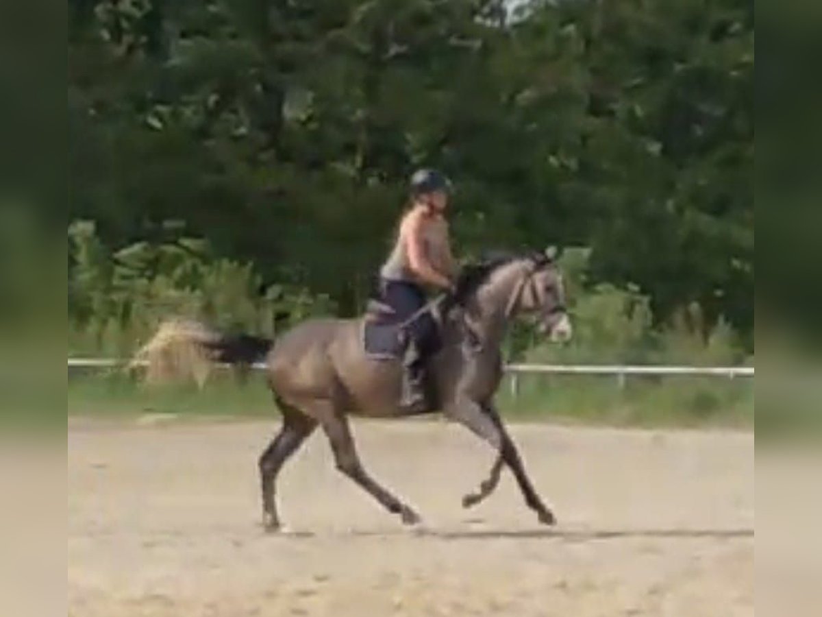 Holsteiner Hongre 4 Ans 172 cm Gris in Drolshagen Holsteiner Hongre 4 Ans 172 cm Gris in Drolshagen