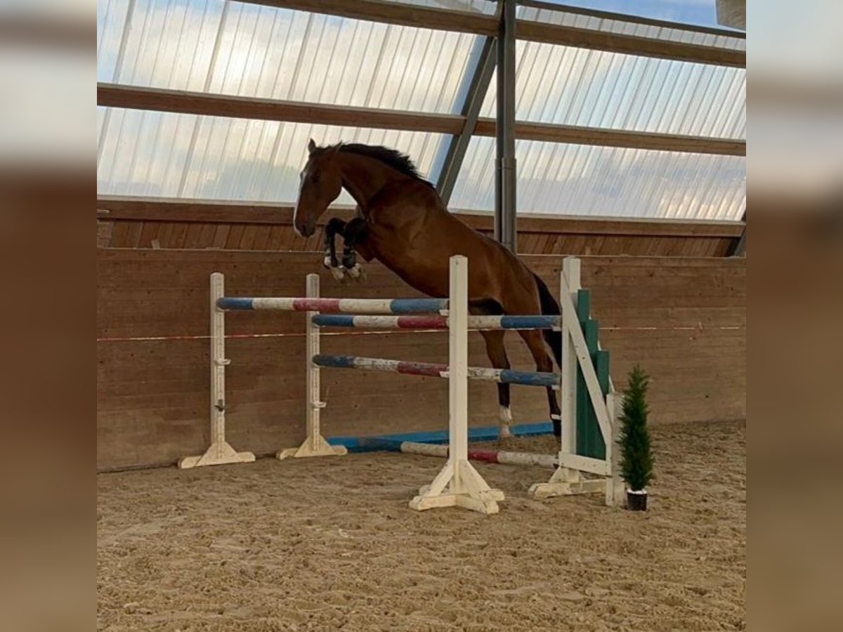 Holsteiner Hongre 4 Ans 175 cm Bai in Chemnitz