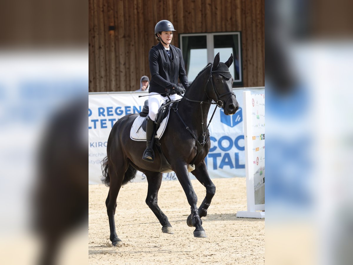 Holsteiner Hongre 5 Ans 162 cm Noir in Hartlm&#xFC;hl