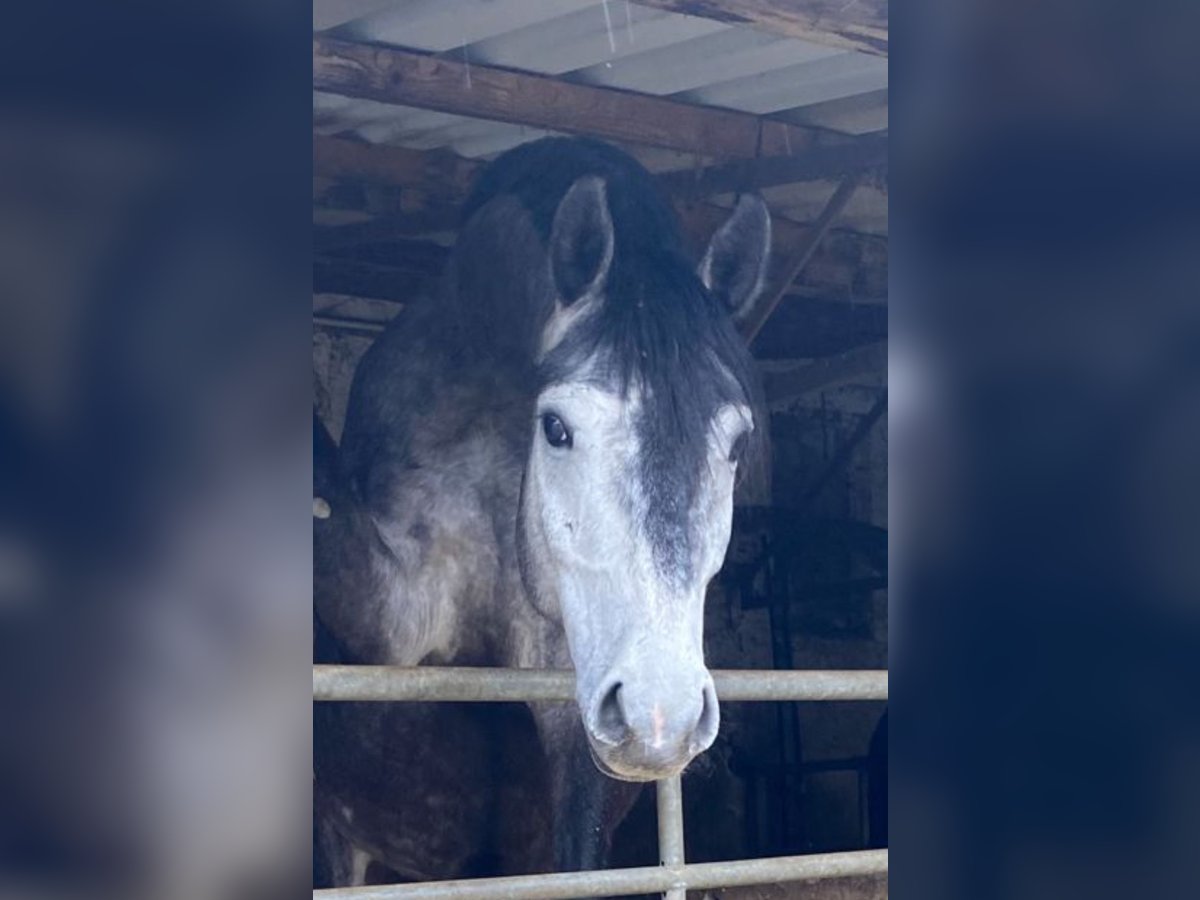 Holsteiner Hongre 5 Ans 164 cm Gris noir in Bad Homburg vor der HöheBad Homburg