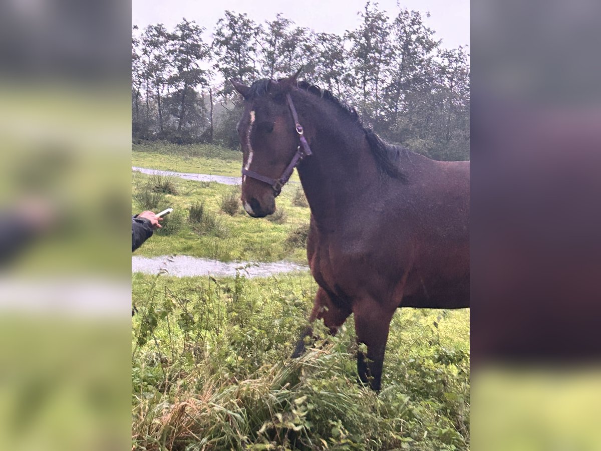 Holsteiner Hongre 5 Ans 165 cm Bai brun in Wilhelmshaven