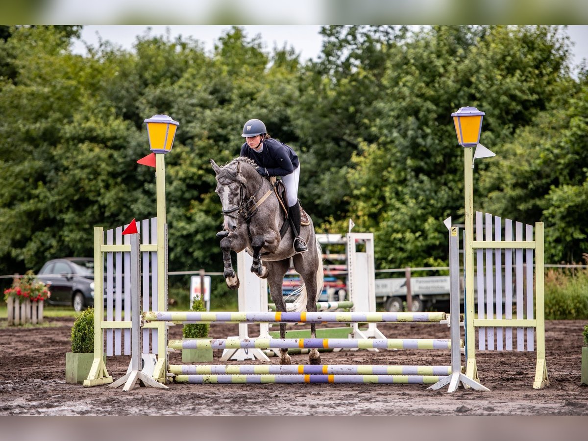 Holsteiner Croisé Hongre 5 Ans 167 cm Gris in SchönhorstSchönhorst Holsteiner Croisé Hongre 5 Ans 167 cm Gris in SchönhorstSchönhorst