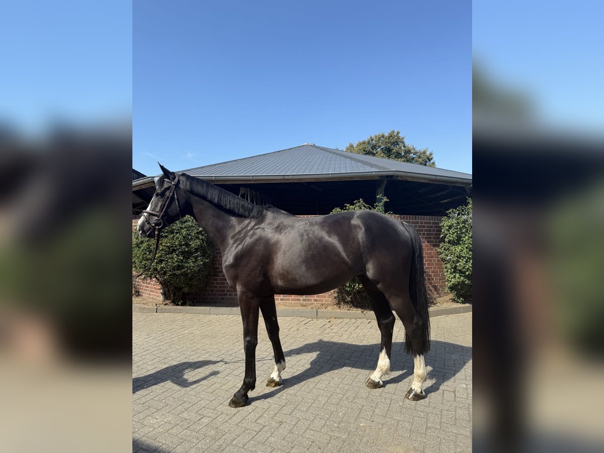Holsteiner Hongre 5 Ans 167 cm Noir in Nettetal