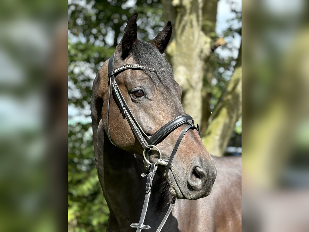 Holsteiner Hongre 5 Ans 168 cm Bai brun in Büsumer Deichhausen