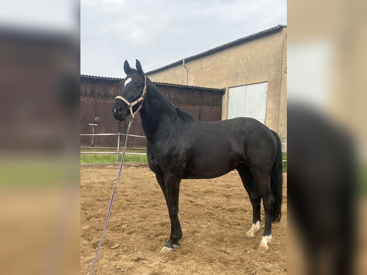 Holsteiner Hongre 5 Ans 168 cm Noir in Leipzig