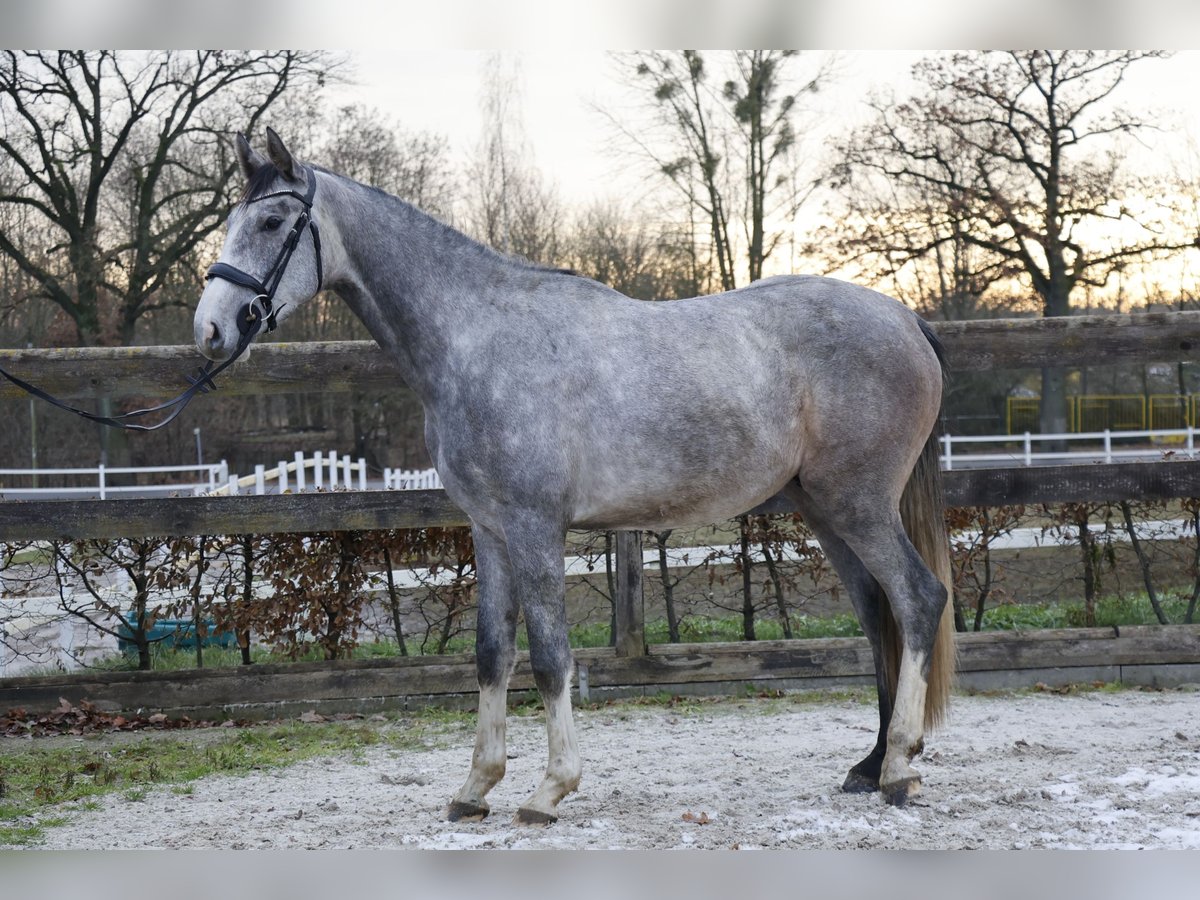 Holsteiner Hongre 5 Ans 170 cm Gris pommelé in Berlin