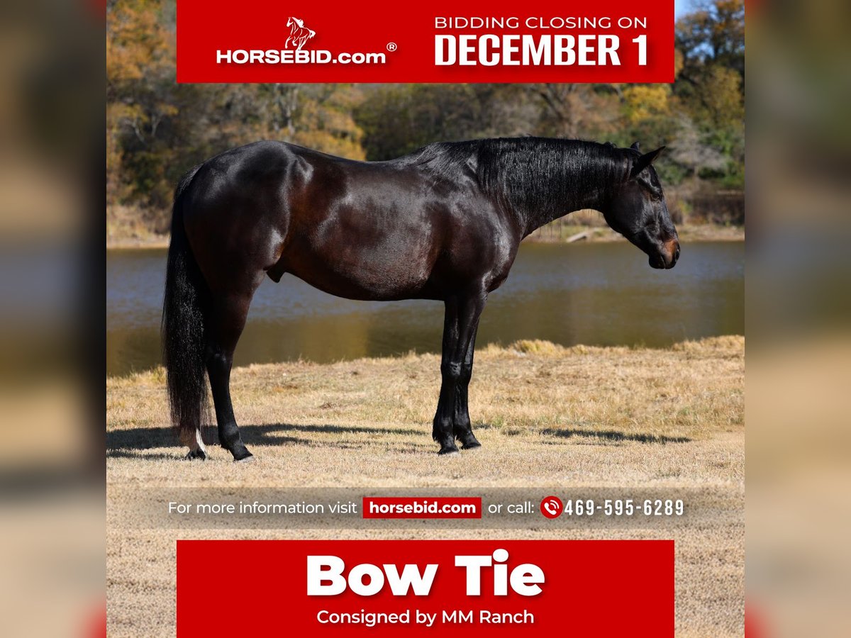 Holsteiner Hongre 5 Ans 170 cm Noir in Forney