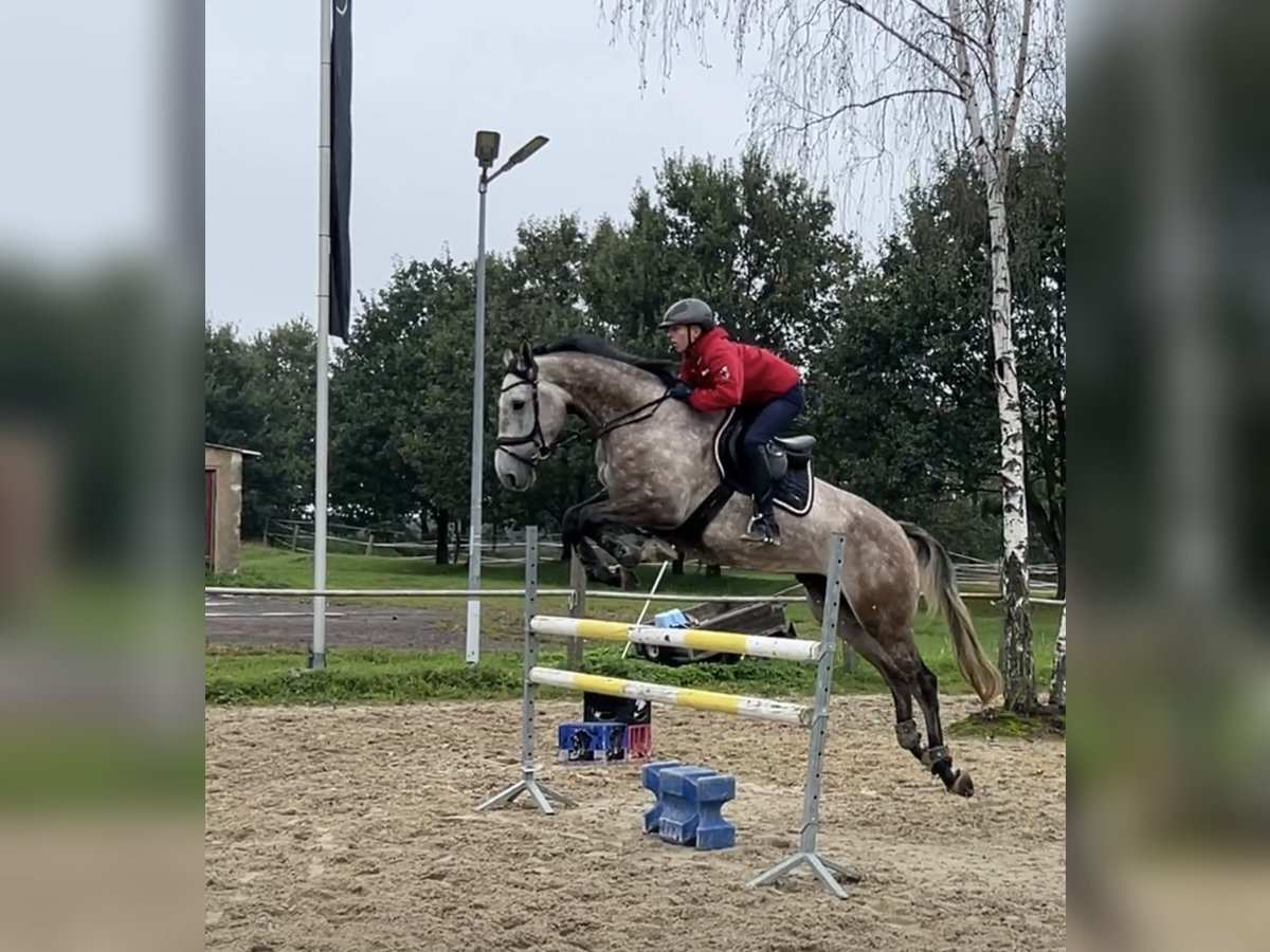 Holsteiner Hongre 5 Ans 172 cm Gris in Großhennersdorf