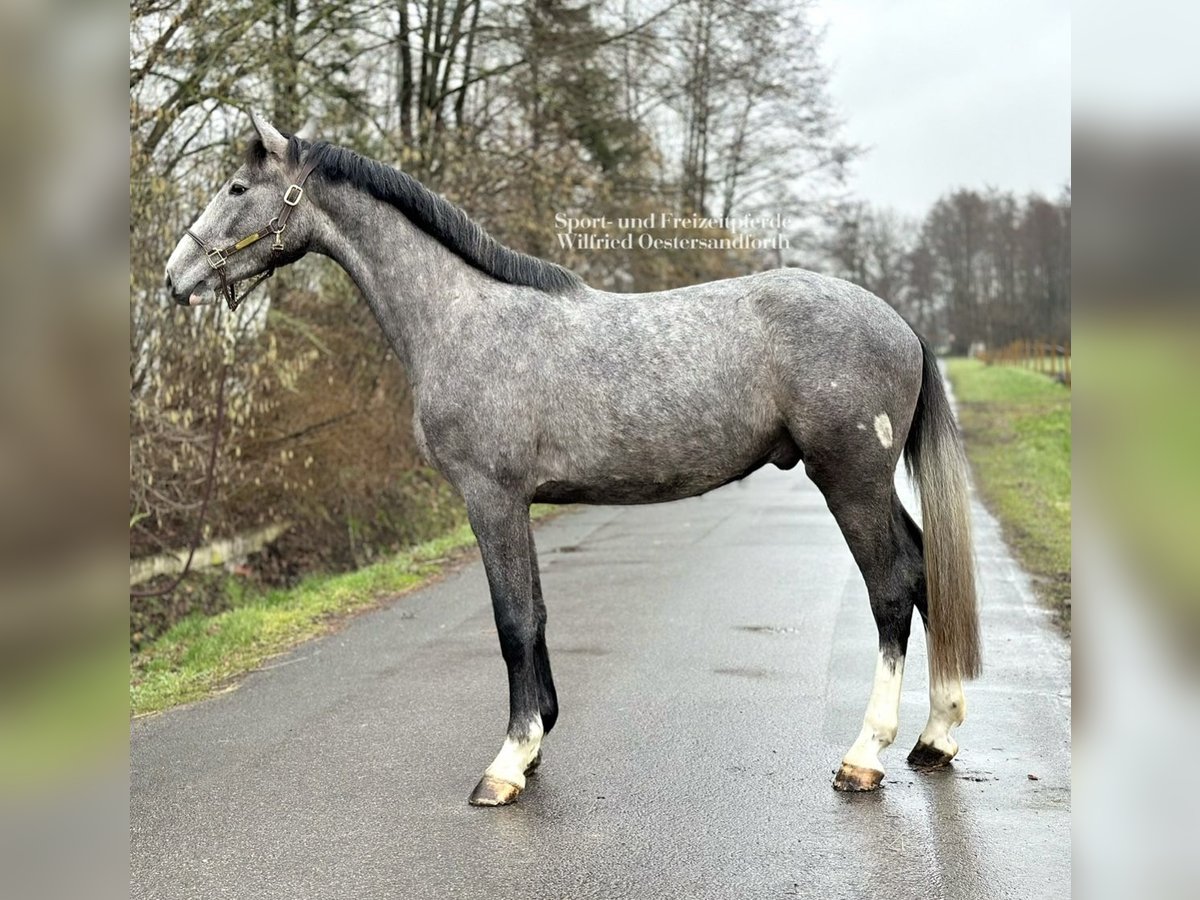 Holsteiner Hongre 5 Ans 172 cm Gris in Verl