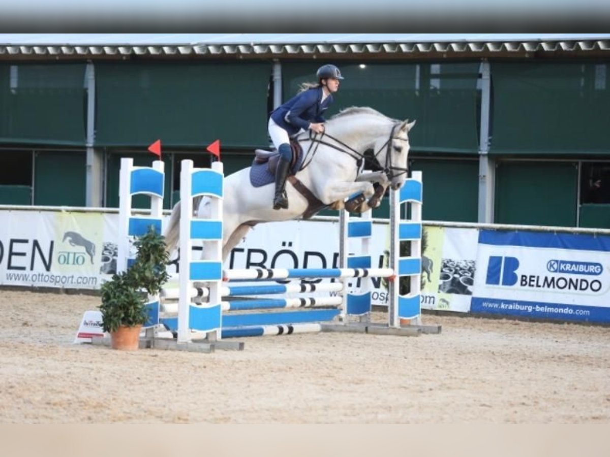 Holsteiner Hongre 5 Ans 172 cm Gris pommelé in neustift