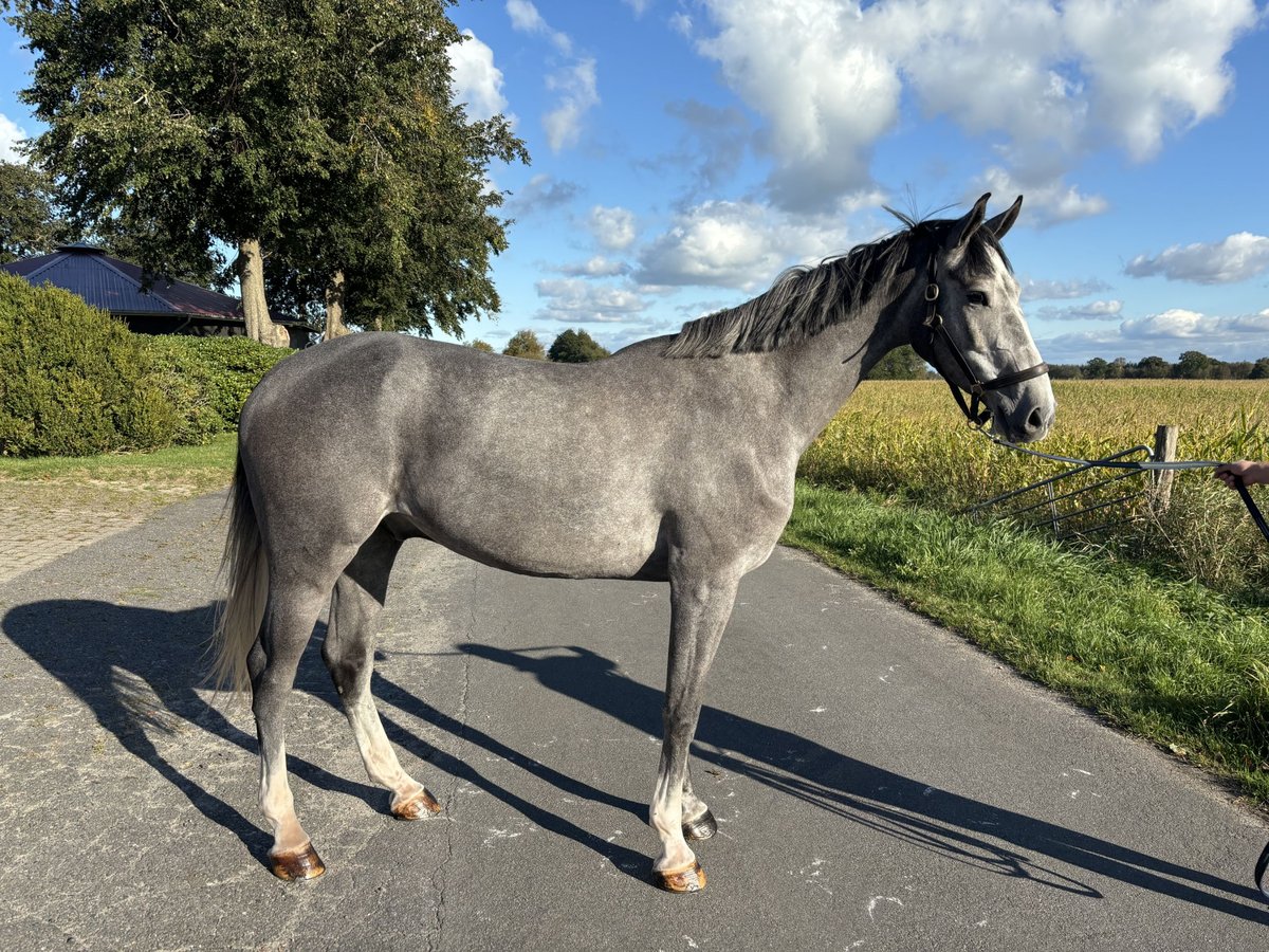 Holsteiner Hongre 5 Ans 173 cm Gris in Ovelgönne