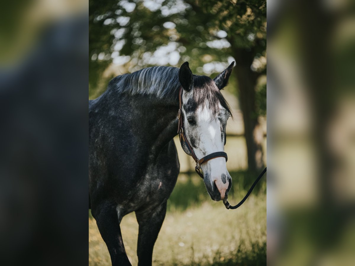 Holsteiner Hongre 5 Ans 175 cm Rouan bleu in Bergheim
