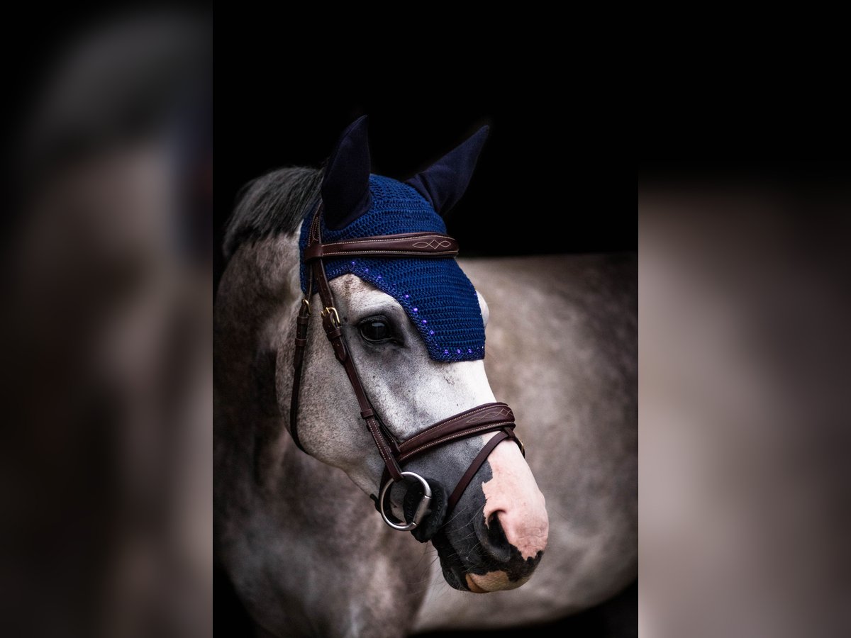 Holsteiner Hongre 6 Ans 163 cm Gris pommelé in Gro&#xDF;enhain