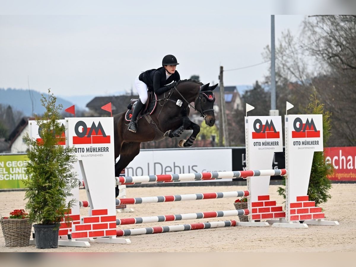 Holsteiner Hongre 6 Ans 164 cm Noir in Bayreuth
