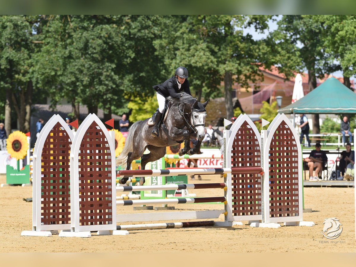 Holsteiner Hongre 6 Ans 168 cm Gris pommelé in Penig