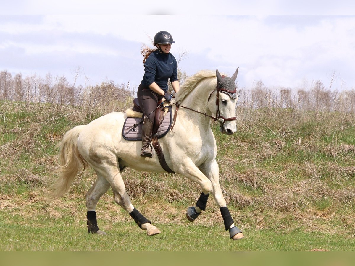 Holsteiner Croisé Hongre 6 Ans 170 cm Gris in Drosendorf