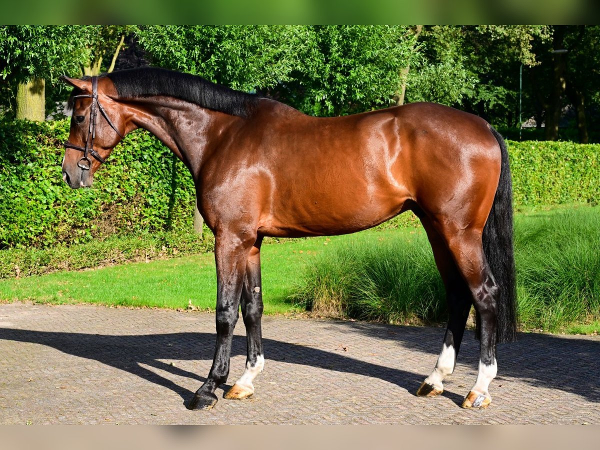 Holsteiner Hongre 6 Ans 174 cm Bai brun in Bladel