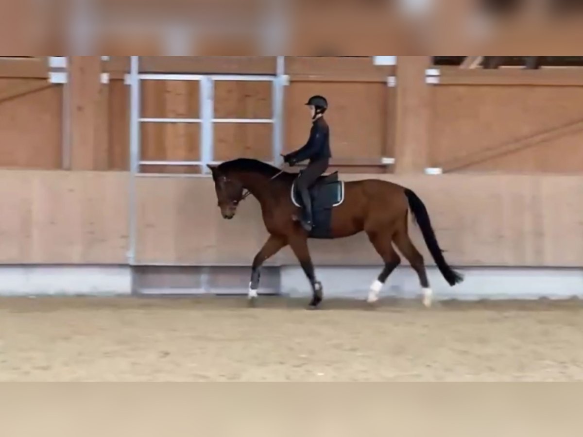 Holsteiner Hongre 6 Ans 180 cm Bai in Ruppertshofen