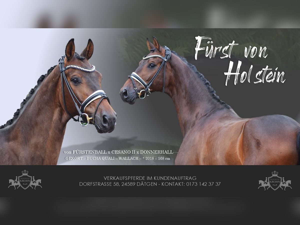 Holsteiner Hongre 7 Ans 168 cm Bai brun in D&#xE4;tgen