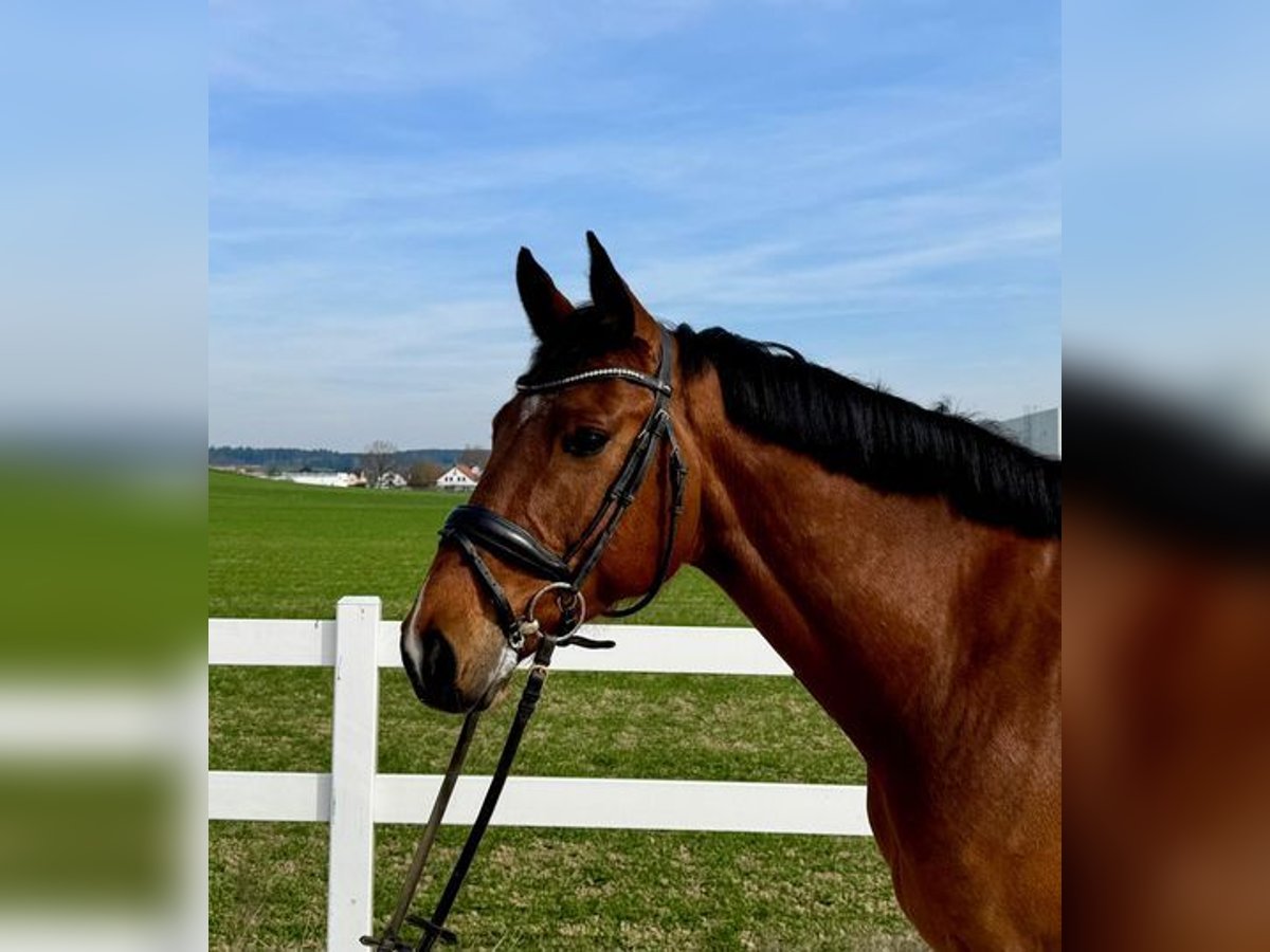 Holsteiner Hongre 7 Ans 168 cm Bai in Loiching