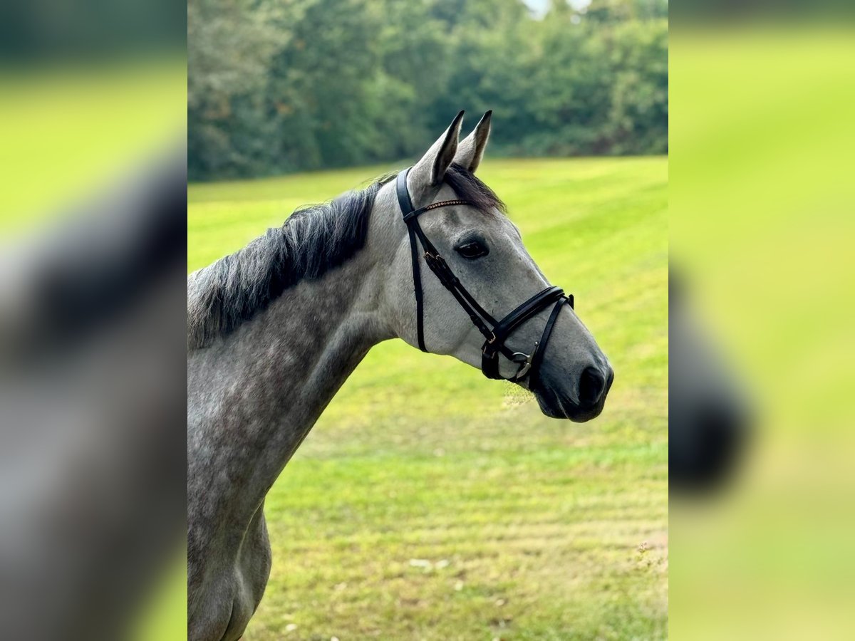 Holsteiner Hongre 7 Ans 170 cm Gris in Goch