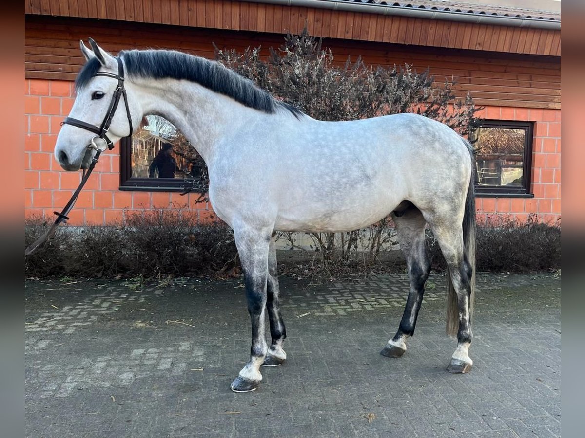 Holsteiner Hongre 7 Ans 170 cm Gris in OhlsbachGengenbach