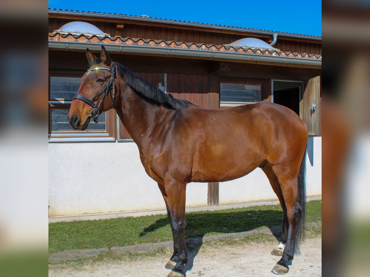 Holsteiner Hongre 7 Ans 172 cm in Giengen an der Brenz