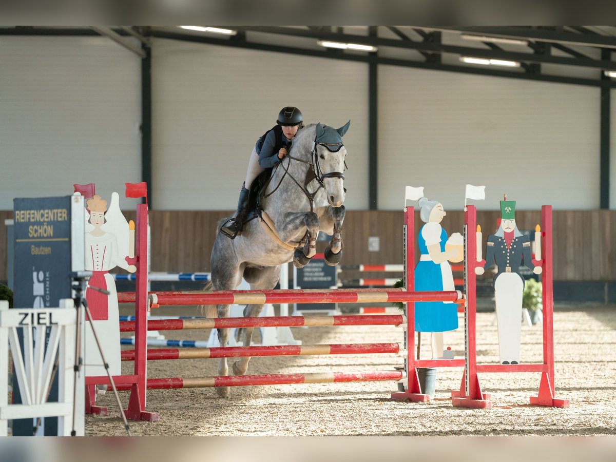 Holsteiner Hongre 7 Ans 173 cm Gris in Meuselwitz