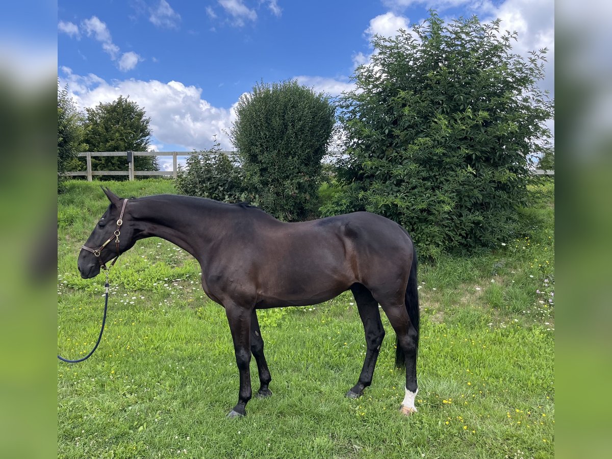 Holsteiner Hongre 7 Ans 178 cm Noir in Bonn