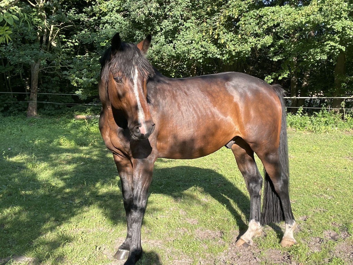 Holsteiner Hongre 8 Ans 165 cm Bai brun in Bramsche