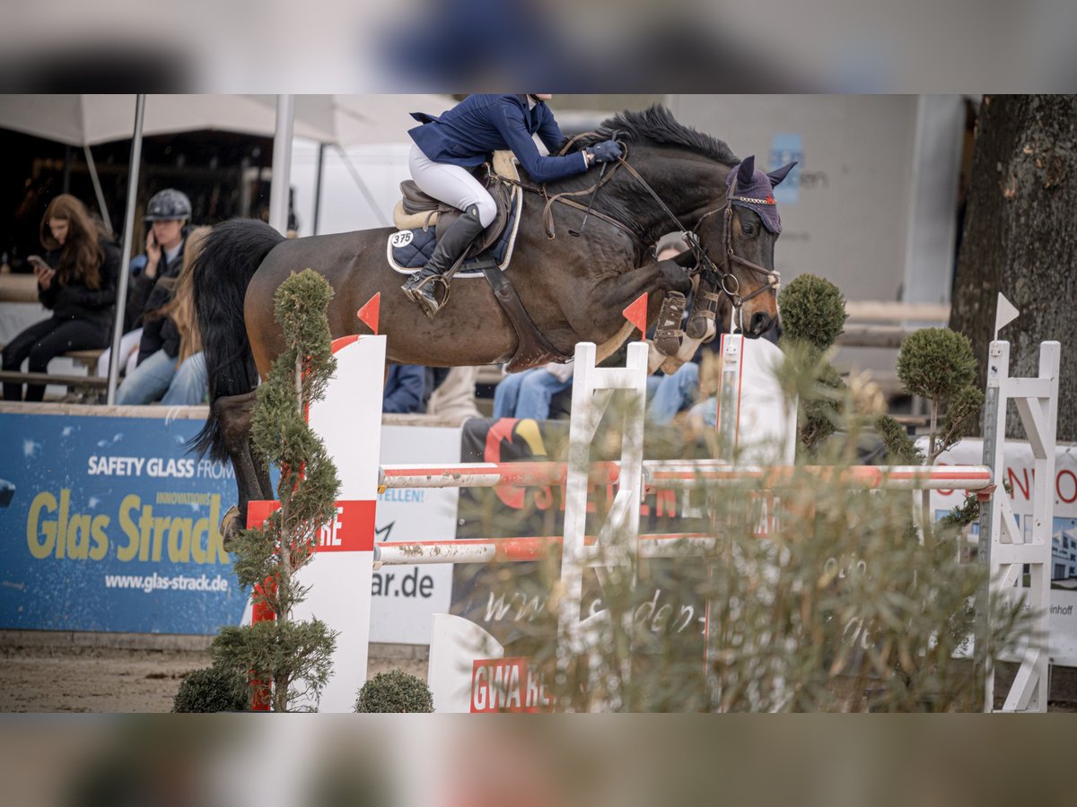 Holsteiner Hongre 8 Ans 168 cm Bai brun foncé in Werne