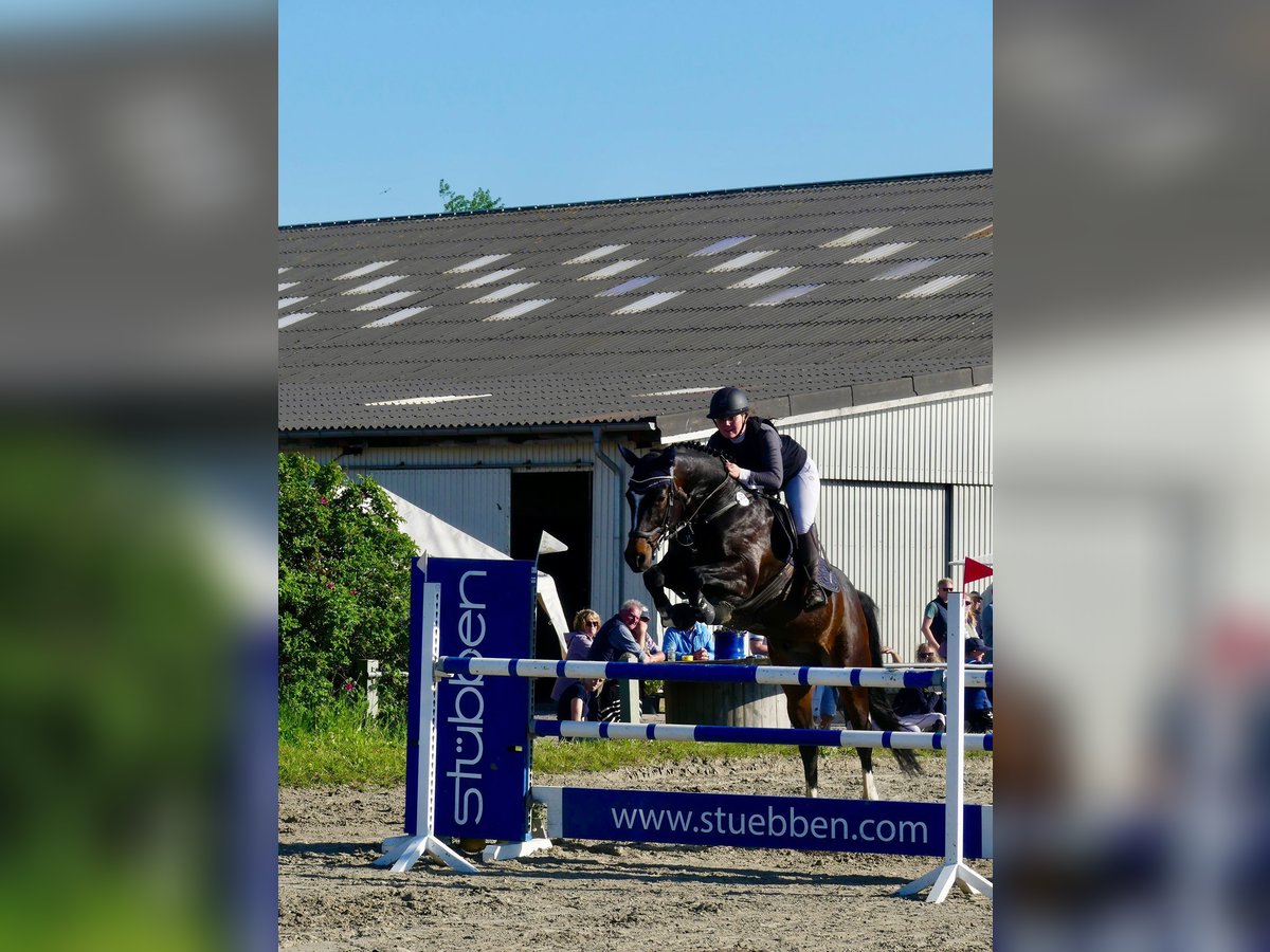 Holsteiner Hongre 8 Ans 173 cm Bai brun foncé in BehrendorfBehrendorf