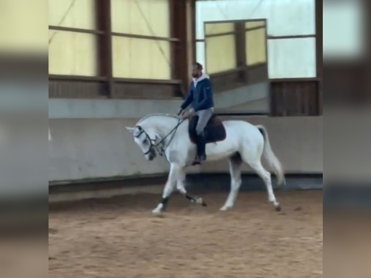 Holsteiner Hongre 8 Ans 173 cm Gris in Weil der Stadt