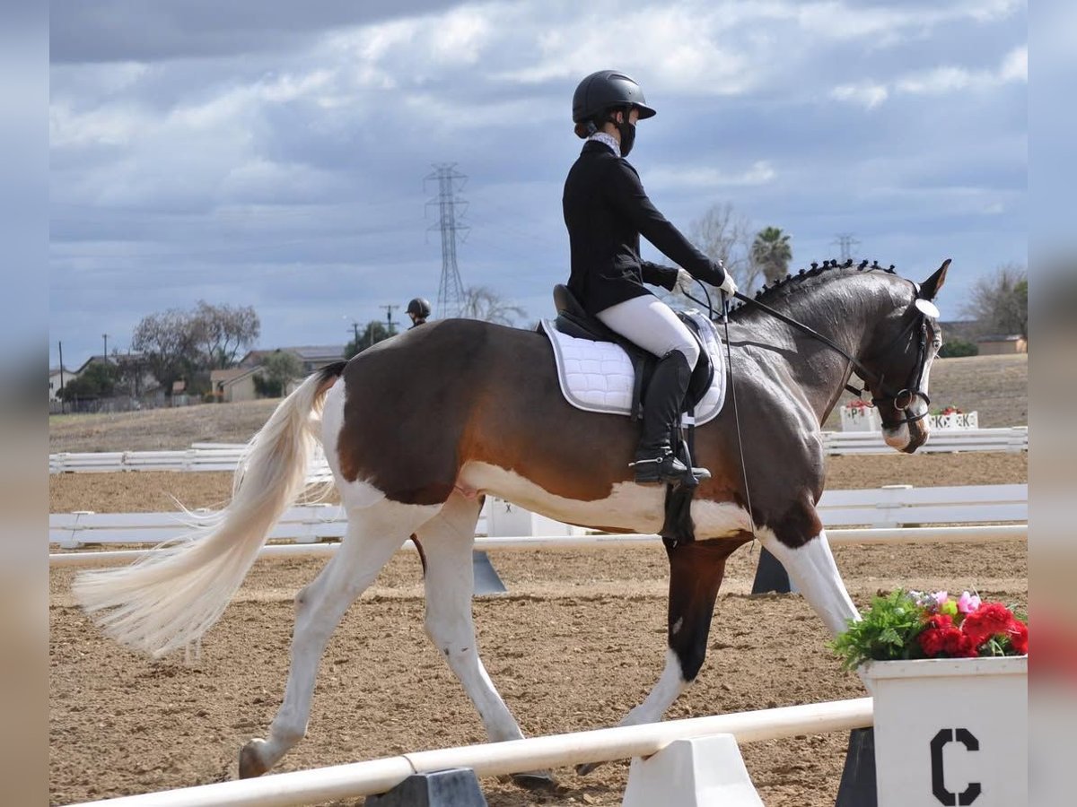 Holsteiner Hongre 9 Ans 170 cm Tobiano-toutes couleurs in Ciudad Real