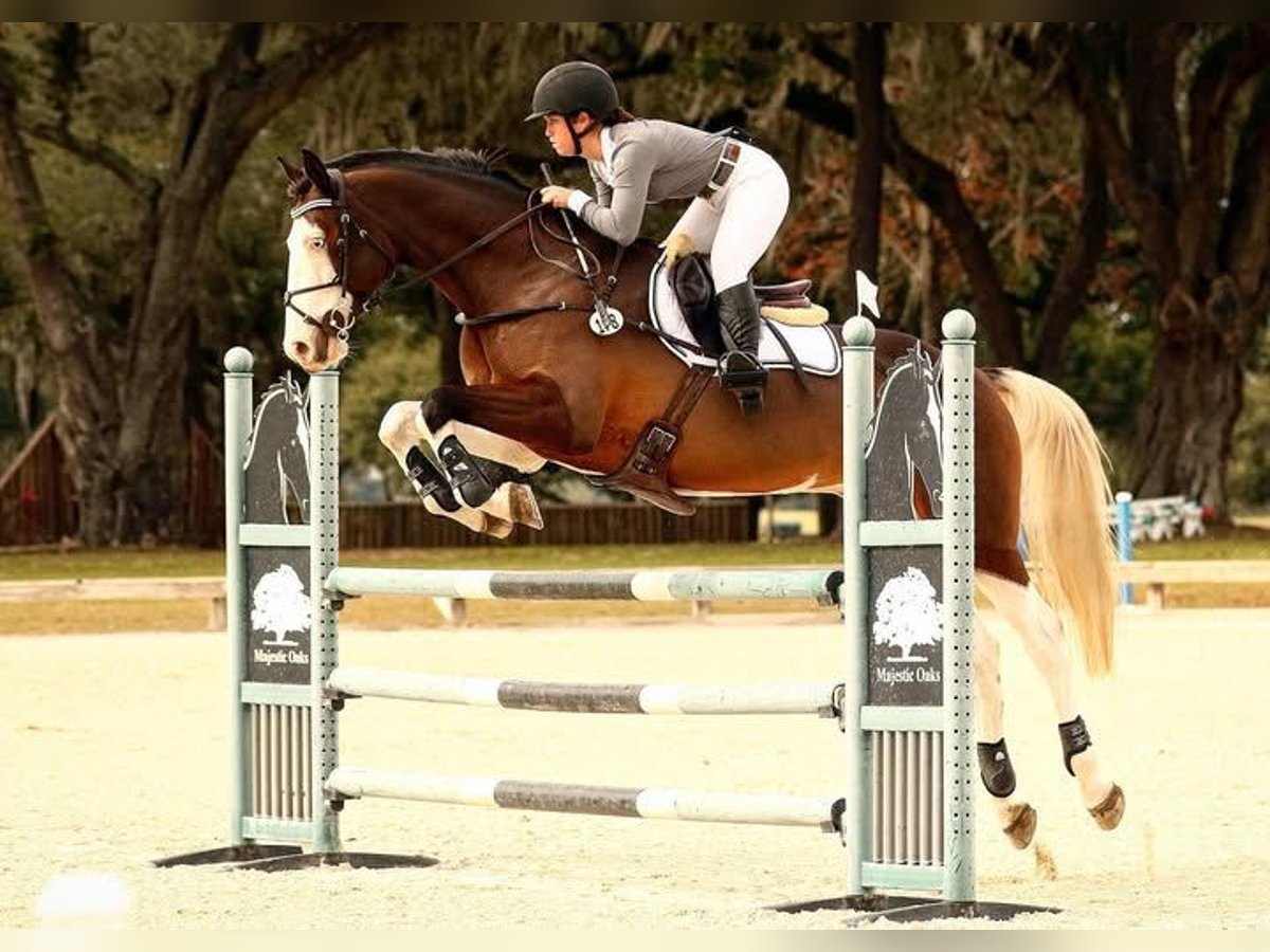 Holsteiner Hongre 9 Ans Tobiano-toutes couleurs in Madrid