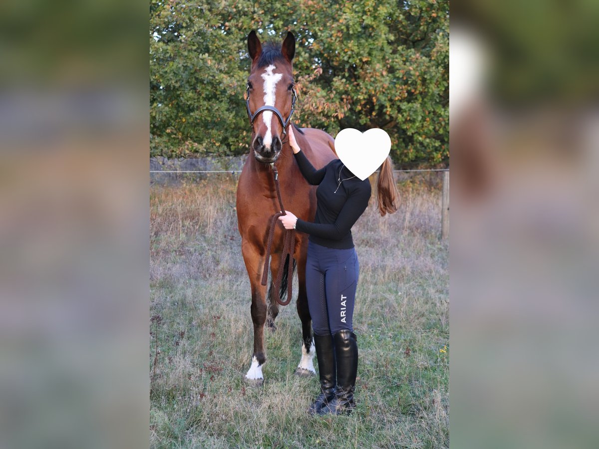 Holsteiner Jument 10 Ans 162 cm Bai in Wulfsen