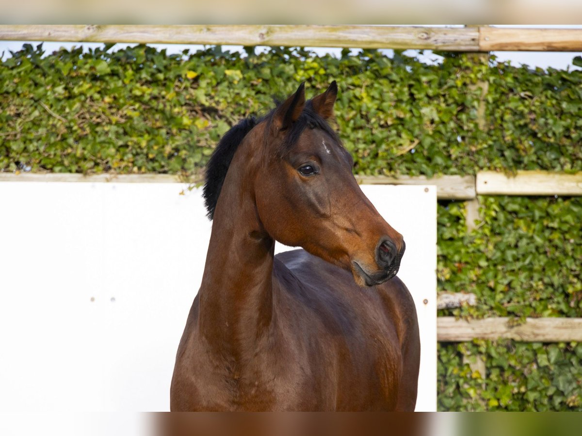 Holsteiner Jument 10 Ans 165 cm Bai in Waddinxveen